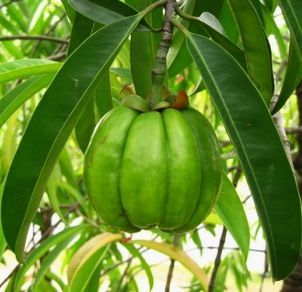 Garcinia: Garcinia cambogia L.