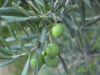 Olivo