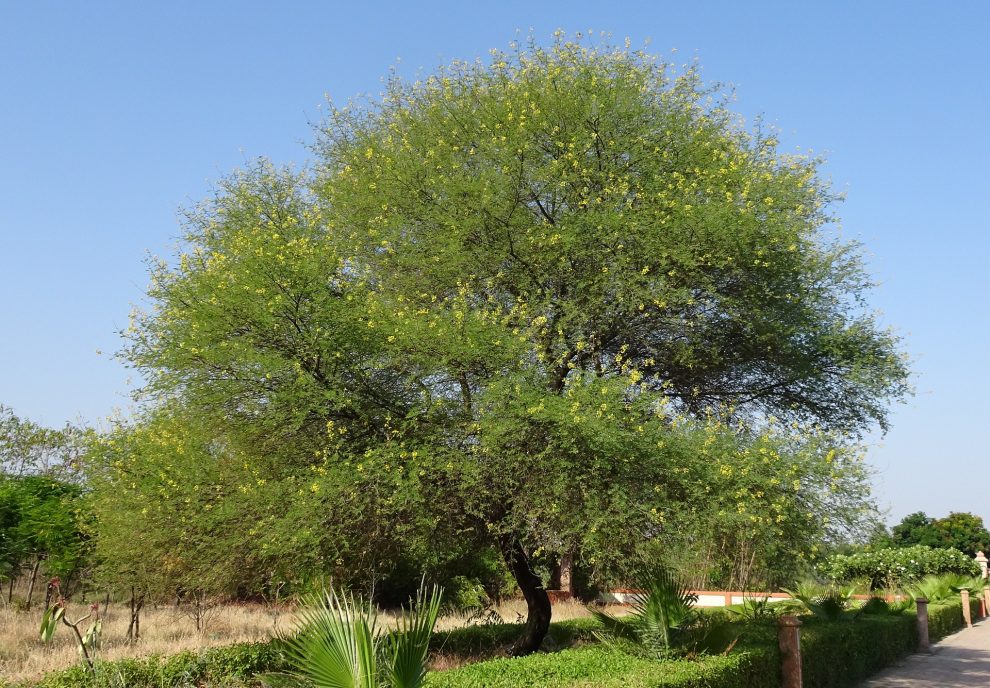 Acacia de Senegal Goma Arábiga Farmaconsejos